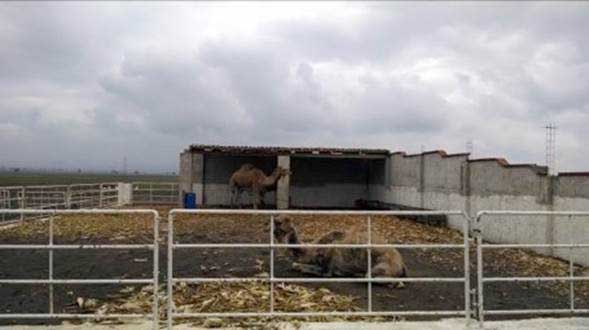 Aseguran animales silvestres en rancho del edil de Serdán