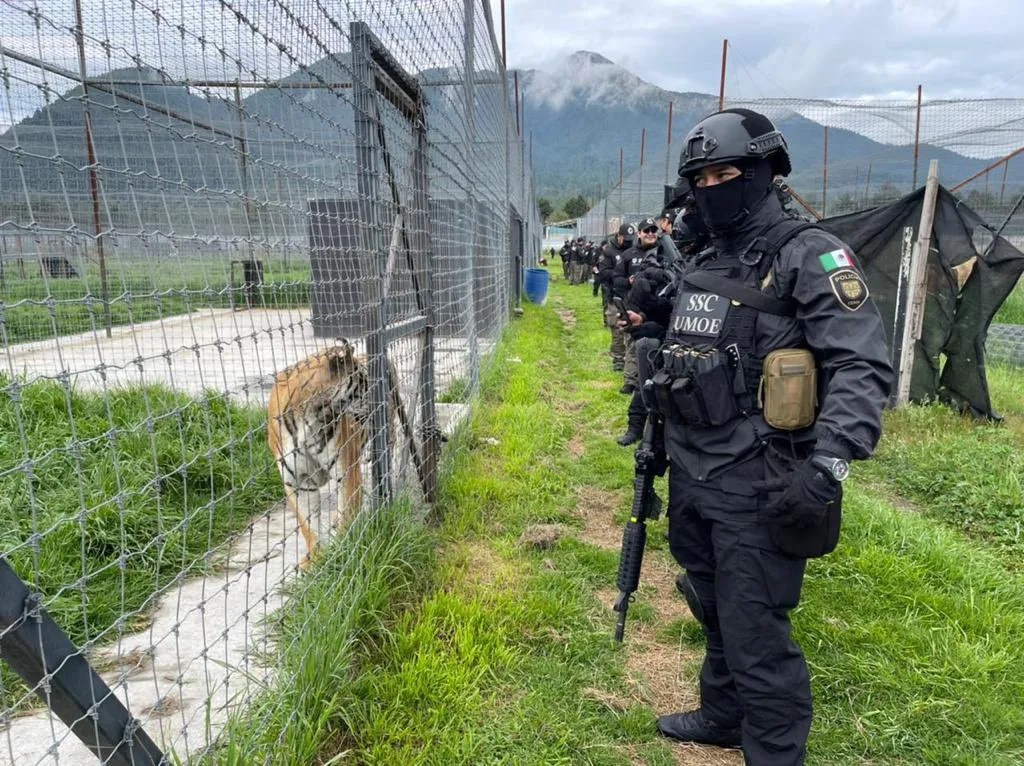 Exhibirán felinos rescatados de Black Jaguar en zoológico de Morelia