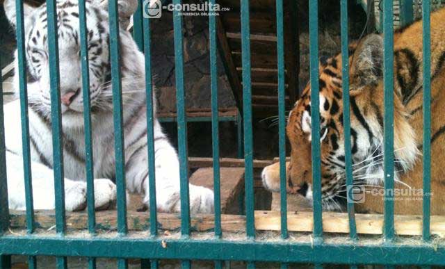 Exige diputada que Puebla no financie Zoo de Gómez Olivier