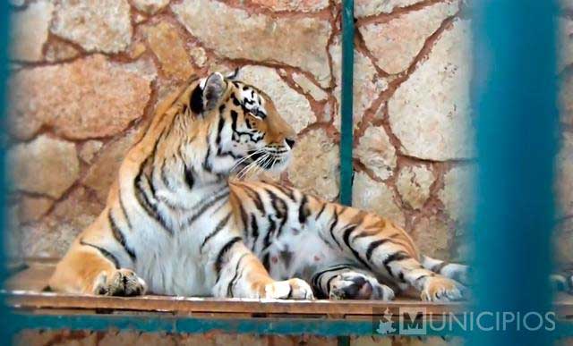 Ofrece senador Barbosa apoyo al zoo de Tehuacán
