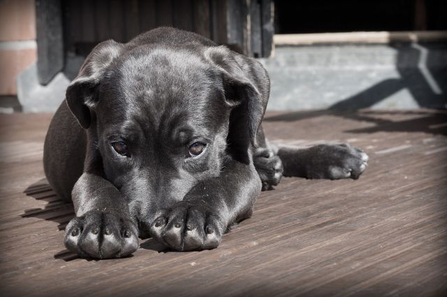 Comuna de Puebla destinará 8 mdp para nuevo Centro de Bienestar Animal 