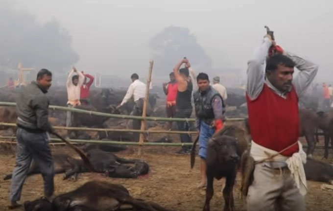 Sacrifican a miles de animales en ritual en Nepal
