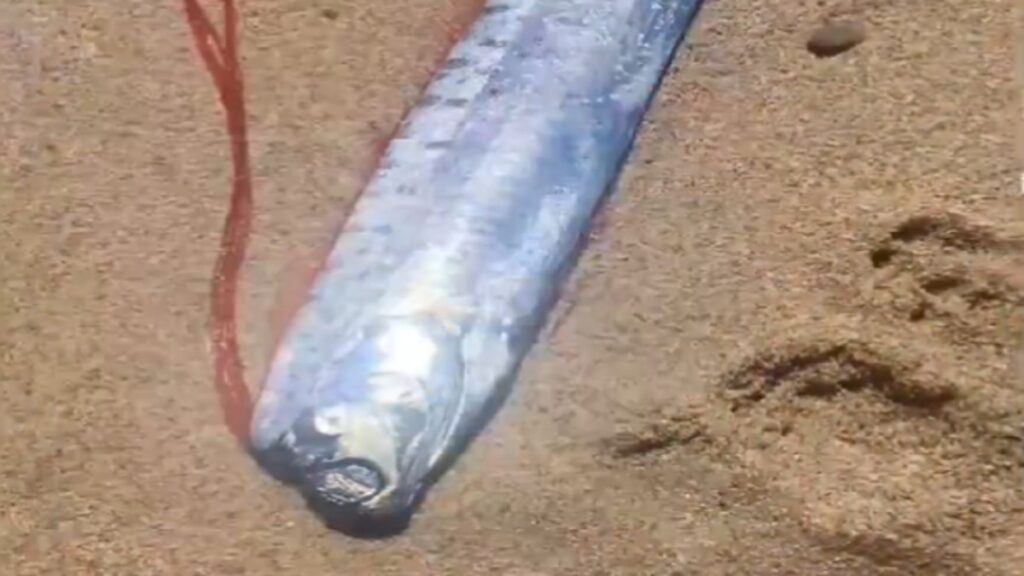 VIDEO De manera sorpresiva aparece pez remo en La Paz, Baja California Sur