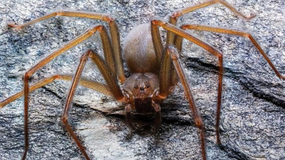 Araña violinista, de esta manera te puedes proteger de este arácnido mortal