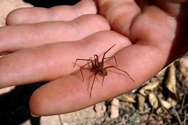 Joven picado por araña violinista no recibe atención médica en Puebla y es trasladado a CDMX