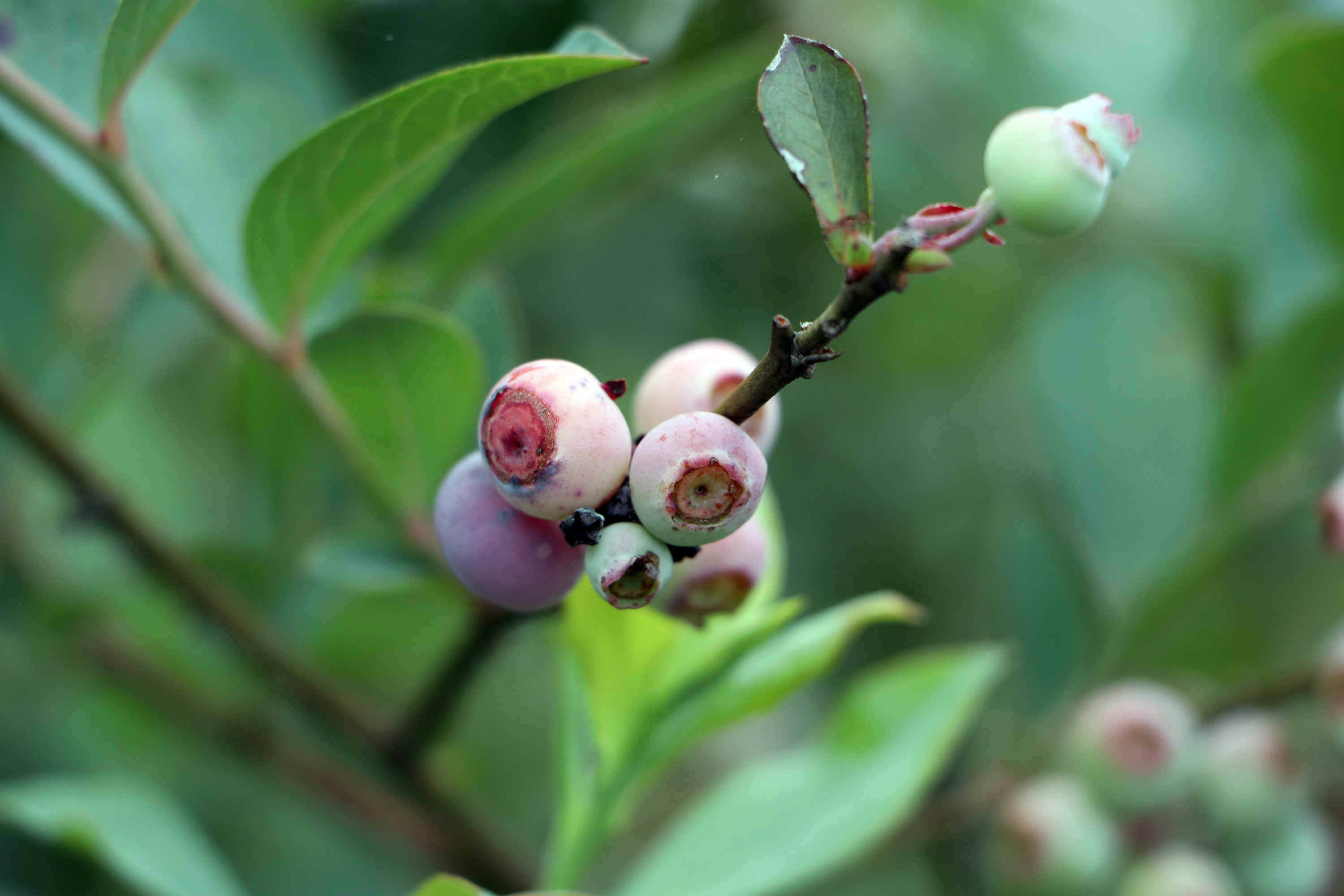 Puebla, primer lugar en producción de arándano azul orgánico