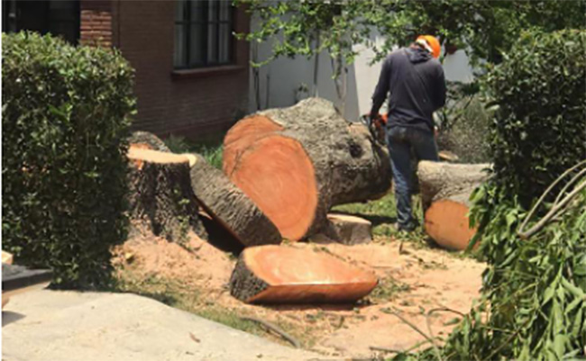 En San Andrés derriban 42 árboles por riesgo a caerse