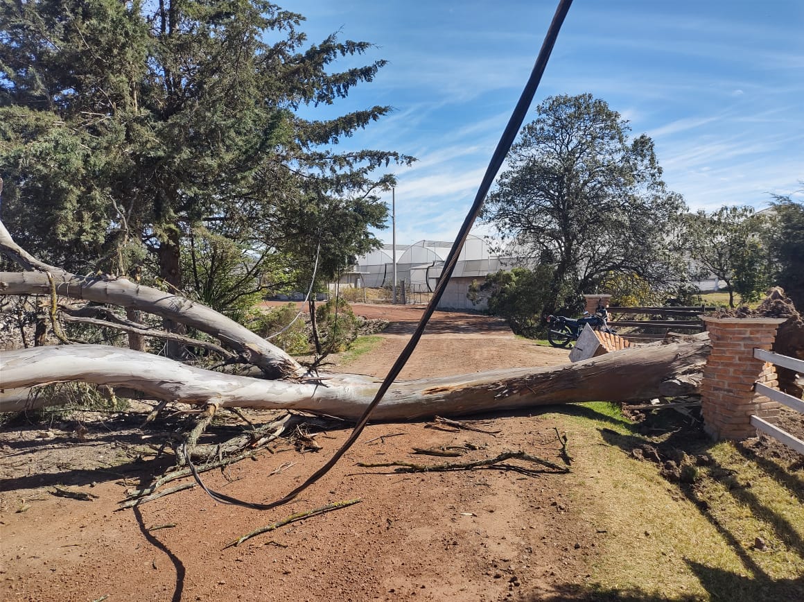 Aironazo tira árbol en Villacuautemoc y afecta comedor escolar