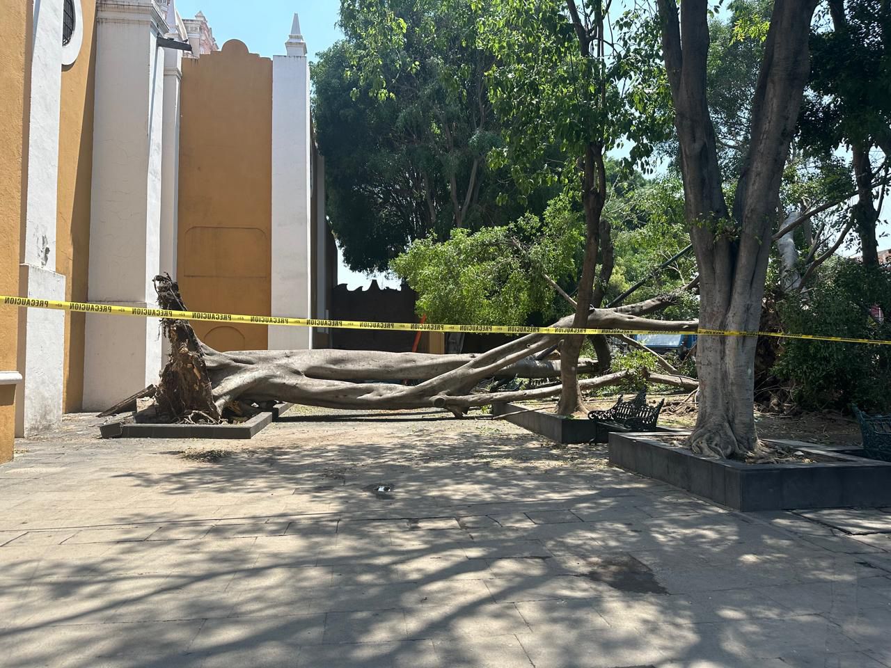 Colapsa árbol en la Plaza de la Libre Expresión en la capital poblana