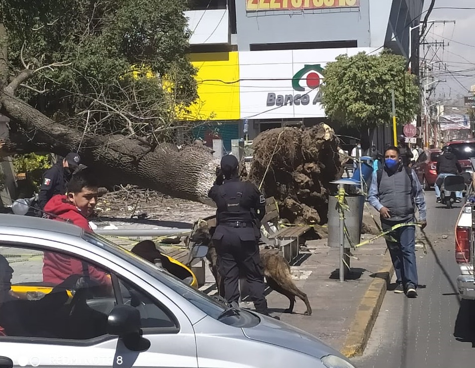 VIDEO Cae árbol gigante del zócalo de Texmelucan y daña monumento