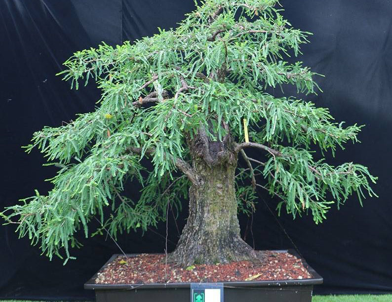 Roban árbol del Museo del Bonsai en Atlixco