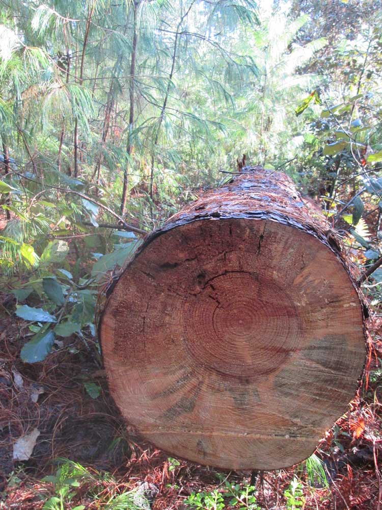 Denuncian tala clandestina de 300 árboles en Ahuazotepec