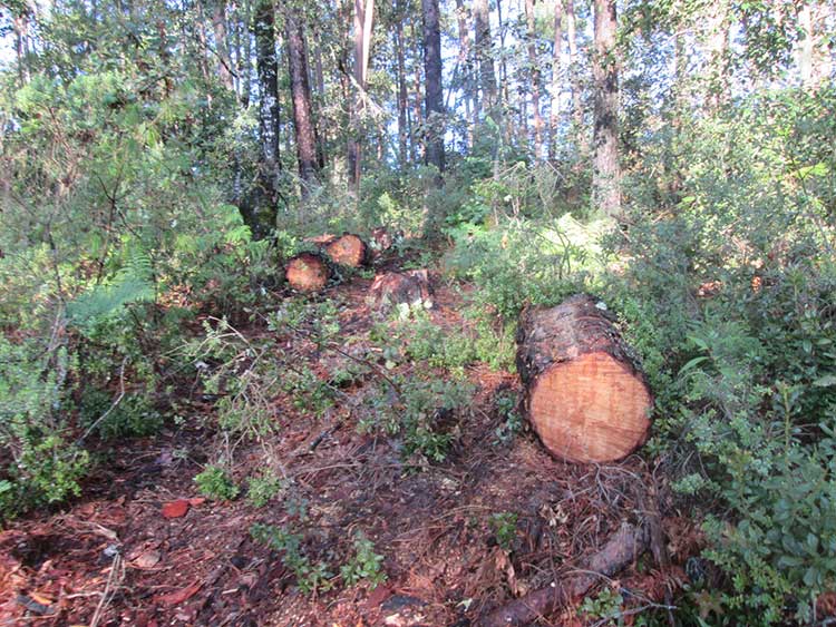 Tala clandestina merma zonas boscosas de Teotlalcingo
