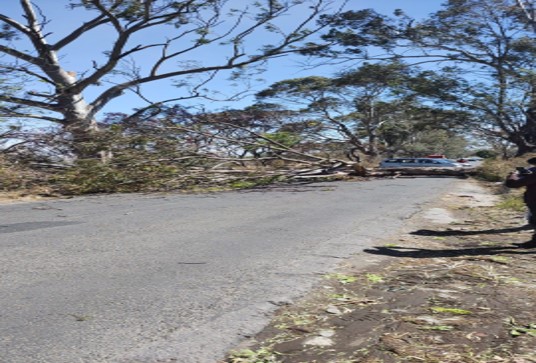 Fuertes vientos derriban árbol gigante en Atlixco