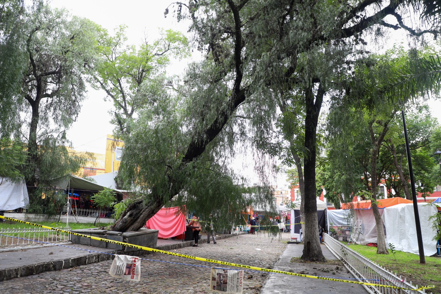 VIDEO ¡Peligro! Se vence otro árbol, ahora en el Parque de Analco