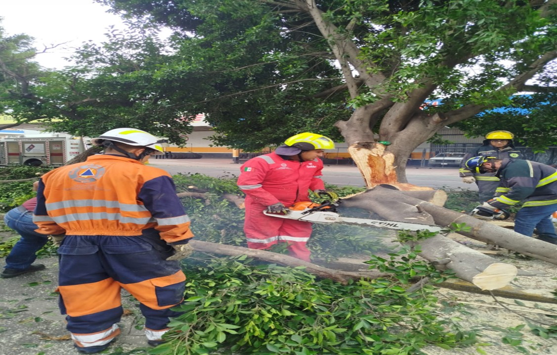 VIDEO Se parte árbol en la 43 Oriente en la ciudad de Puebla