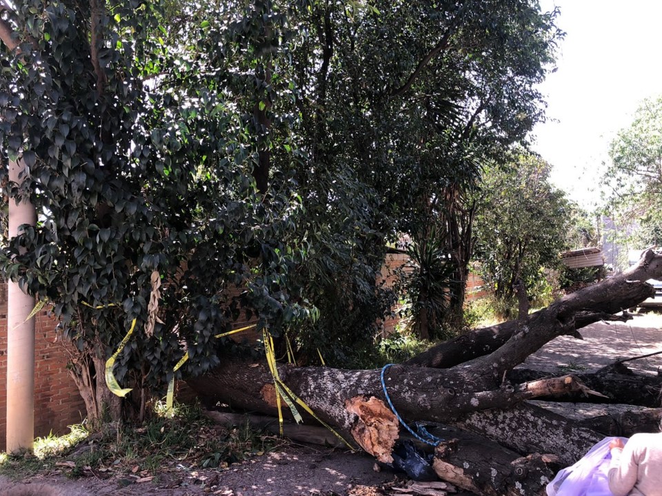 Se registran caída de árboles y anuncios publicitarios en San Pedro Cholula