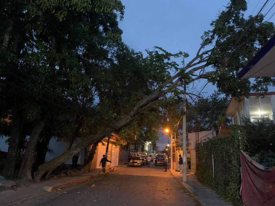 Ráfagas de viento tiran árbol en barrio de Izúcar  