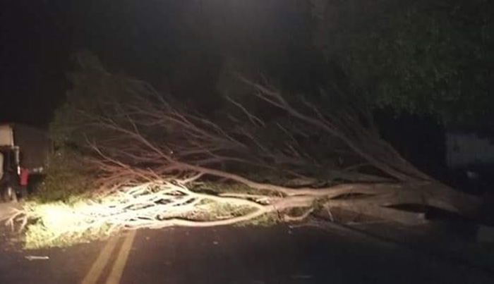 Fuertes vientos derriban árboles en Atlixco