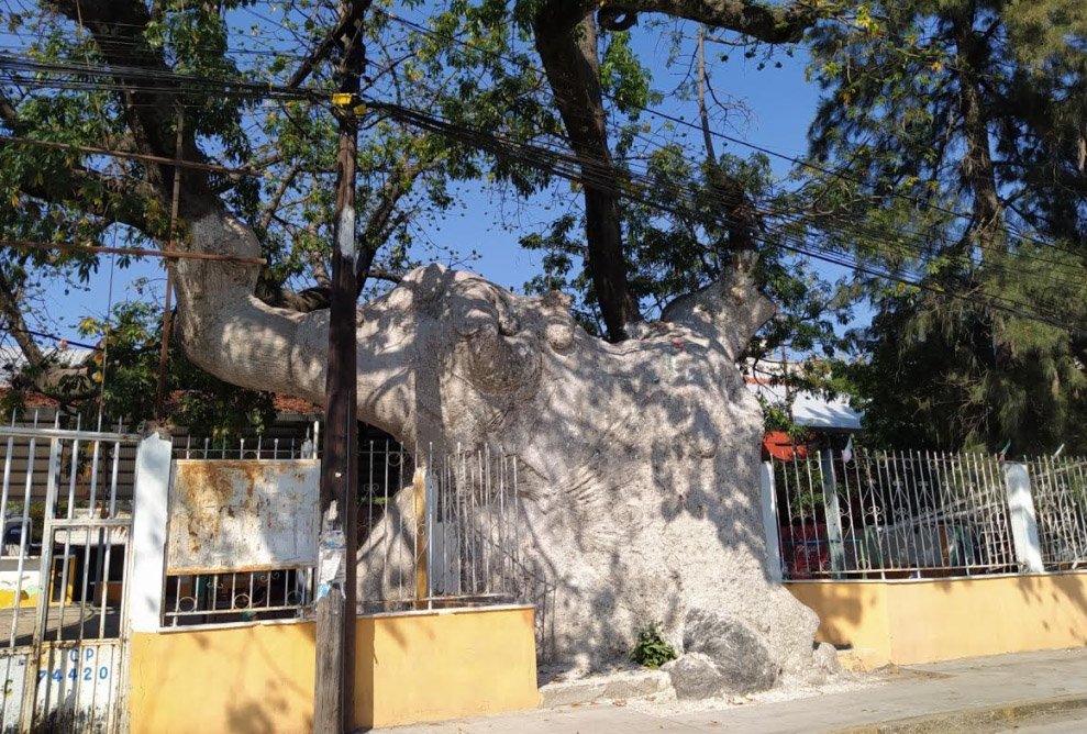 Izúcar cuenta con un árbol de más de 500 años de antigüedad  