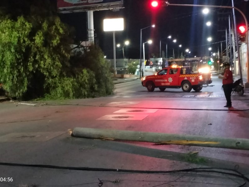 En una semana se desploman dos árboles en la misma zona en Tehuacán