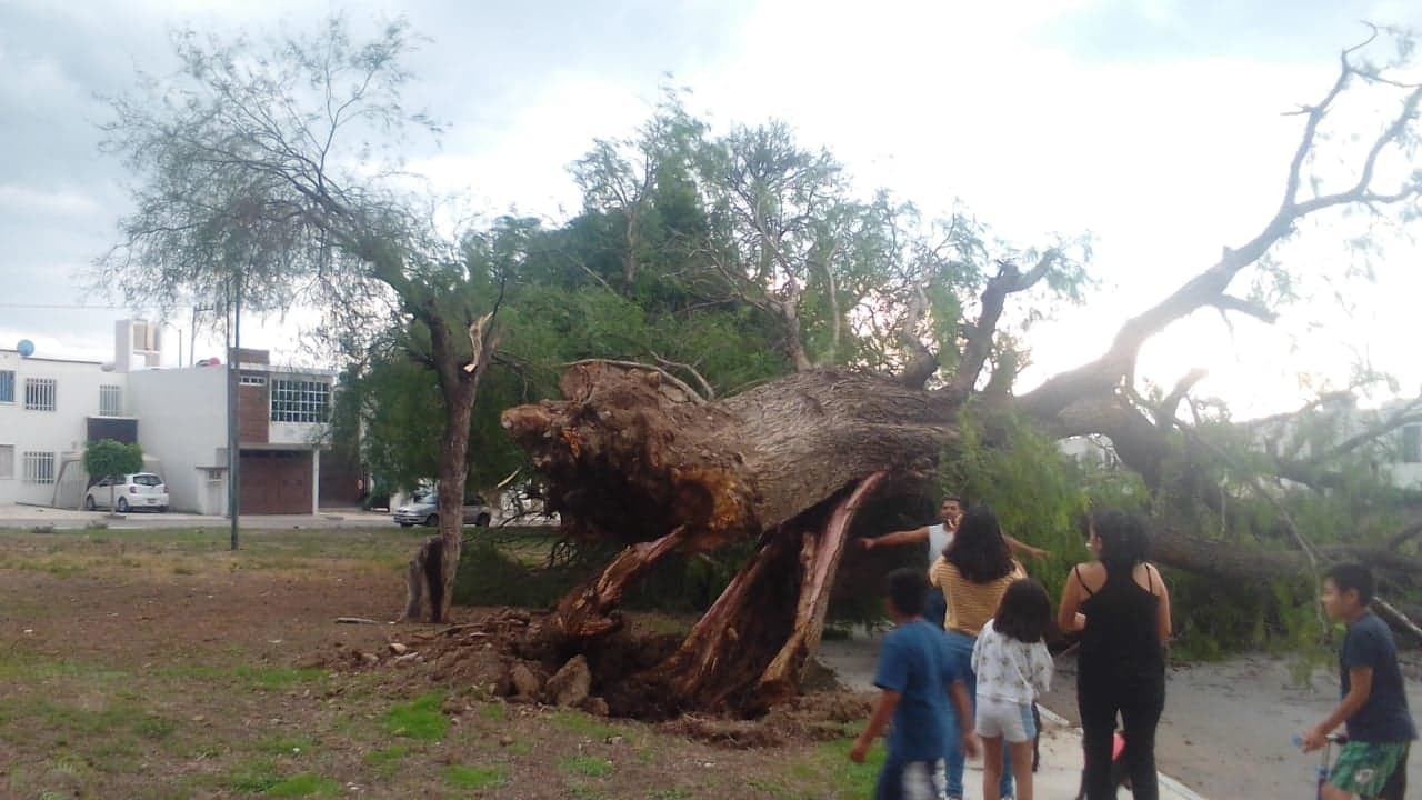 Árboles caídos y cortes de electricidad tras lluvia en Tehuacán