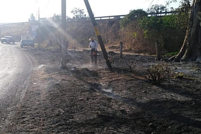 Incendio de mega árbol en Metepec estuvo a punto de ocasionar tragedia
