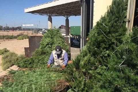 Entra gratis a Africam Safari reciclando tu árbol de Navidad