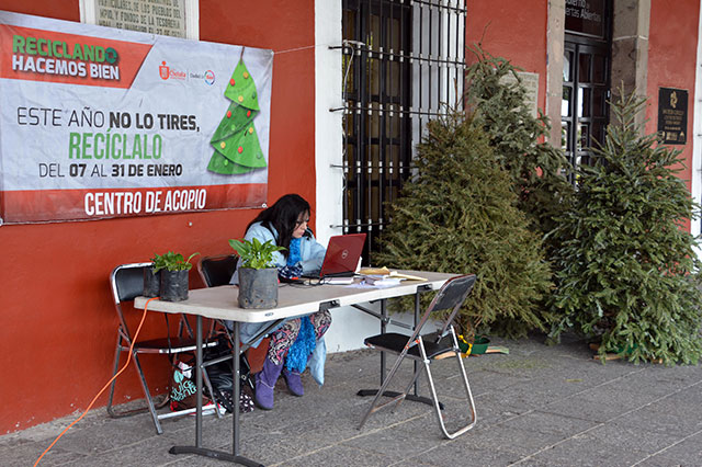 Amplían reciclaje de árboles navideños en San Pedro