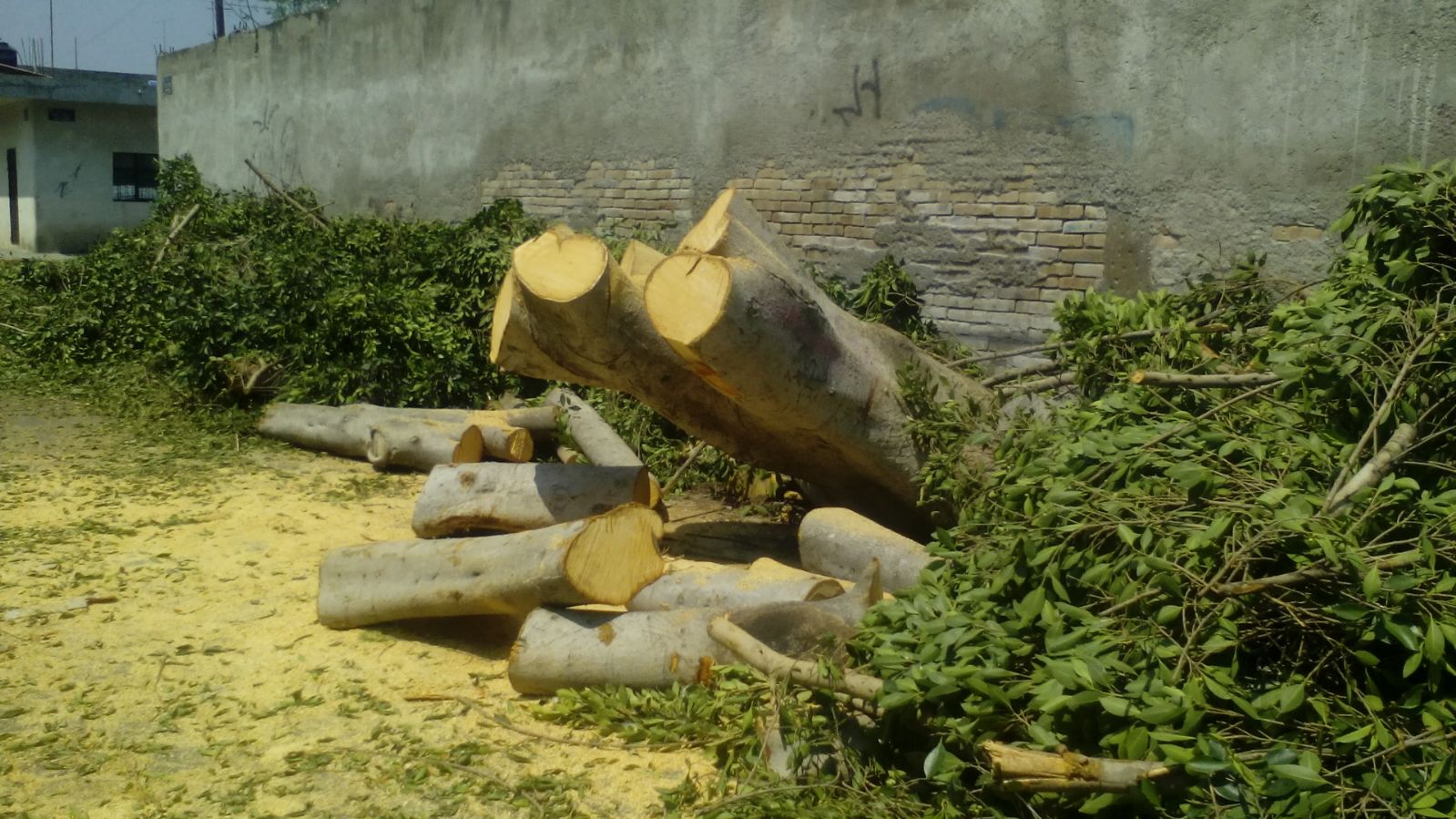 Tromba causa inundaciones, caída de árboles y apagones en Tehuacán