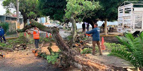 Lluvias de las últimas horas provocaron la caída de 16 árboles en la ciudad
