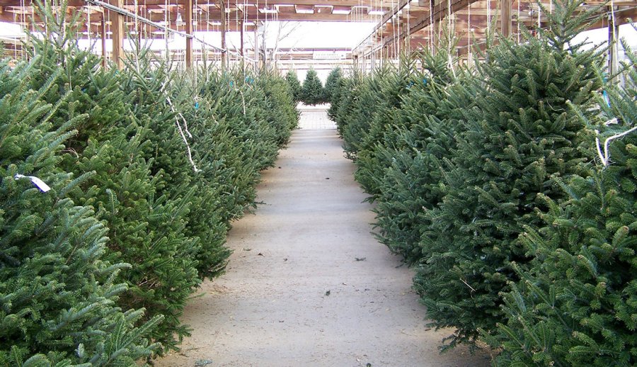 Buscan recolectar en Atlixco 150 árboles de navidad naturales