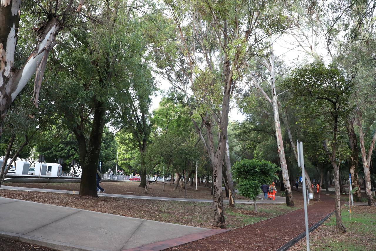 En julio comenzará la siembra de 5 mil árboles en la capital