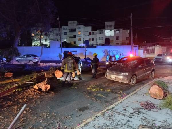 Daños materiales y 13 árboles caídos dejan fuertes ráfagas de viento en Tehuacán  