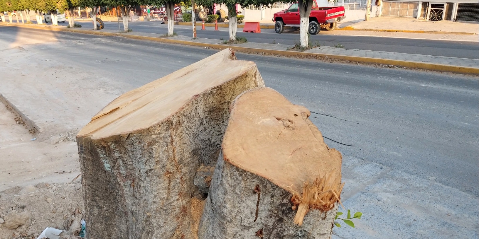Árboles que fueron derribados en Tehuacán representaban un riesgo: Ecología 