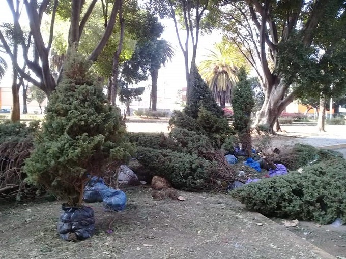 Ante bajas ventas abandonan arbolitos de Navidad frente el CENHCH en Puebla