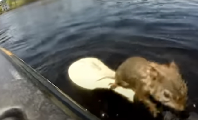 VIDEO Pescador salva de morir ahogada a una ardilla que era perseguida por lubinas