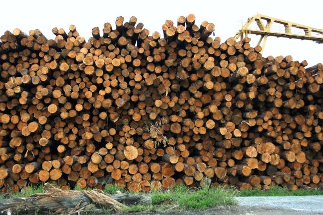 Desmantelan aserradero ilegal en Tlalpan; decomisan casi 7 metros cúbico de madera