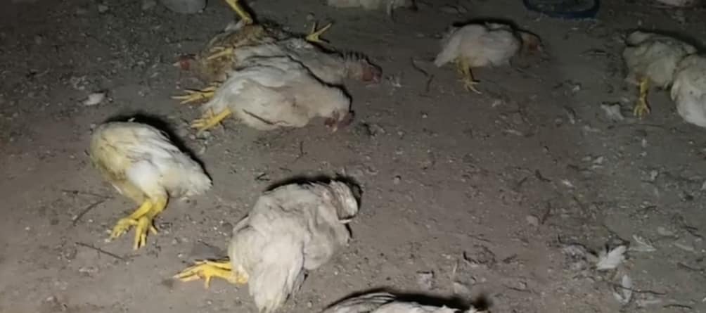 Aparecen muertos 14 pollos en Miahuatlán; habitantes se lo atribuyen al nahual