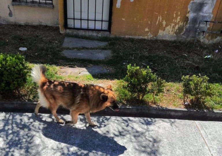 Tres ataques de perros a ciudadanos reportan al mes en Coronango