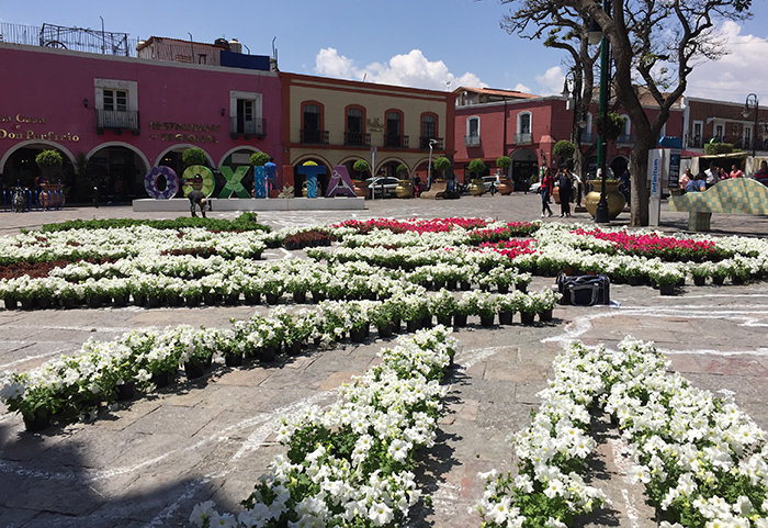 Inicia colocación de tapete monumental de flores en Atlixco