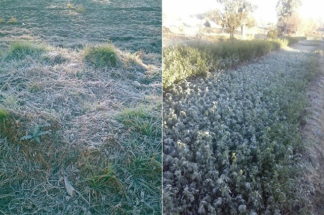 Helada afecta 50 hectáreas de cultivo en comunidad de Atlixco