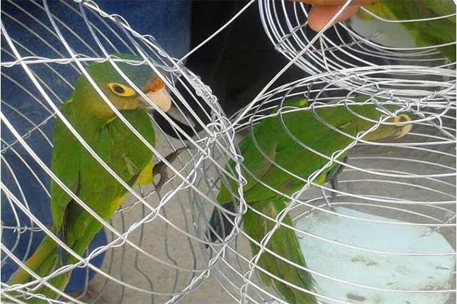 Rescatan 137 aves protegidas en fiesta patronal de Tlacotepec de Benito Juárez