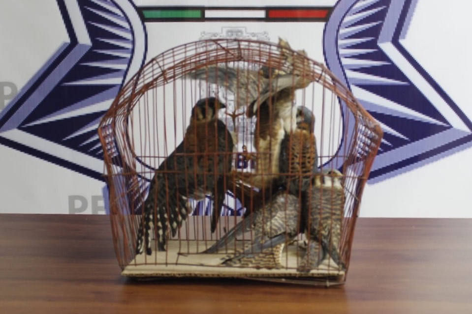 Vendía por Facebook aves en peligro de extinción en Puebla