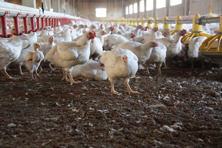 Sacrifican 220 gallinas en Tehuacán por influenza aviar