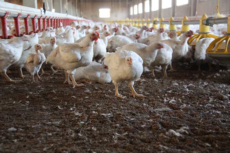 Sacrifican 324 gallinas ante posible influenza en Tehuacán