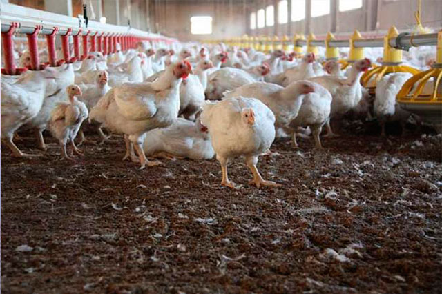 Denuncian que Sedesol entregó gallinas enfermas en Tehuacán