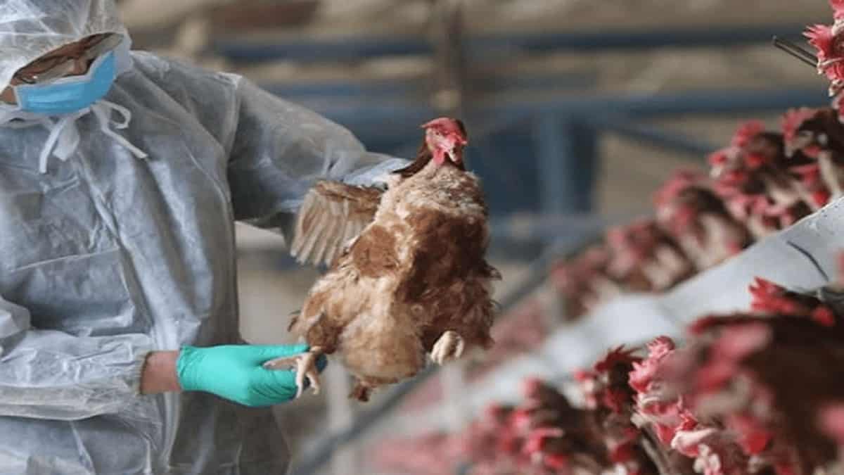 Influenza aviar AH5N1 llega a Latinoamérica; se registra primer caso en humanos