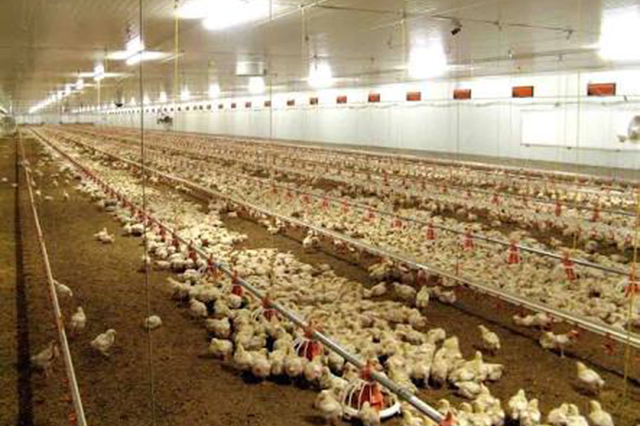 Sin incremento precio de huevo y pollo por fríos: Avicultores