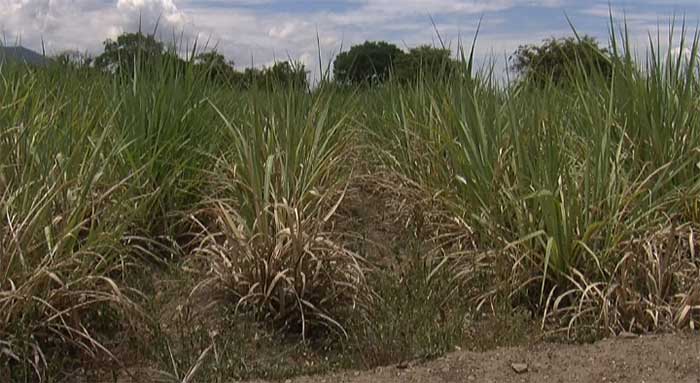 En riesgo por sequía 50% de cultivos de caña en la zona de Calipan